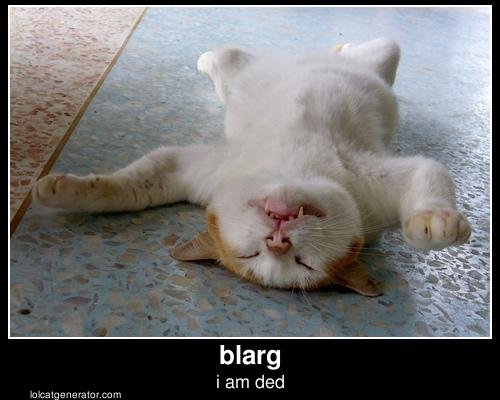 lolcat-tired.jpg