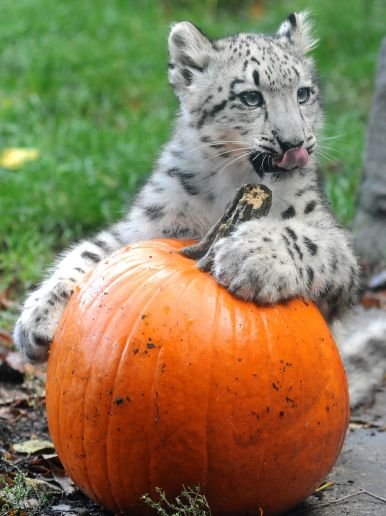 Halloween%20at%20the%20zoo%208.jpg