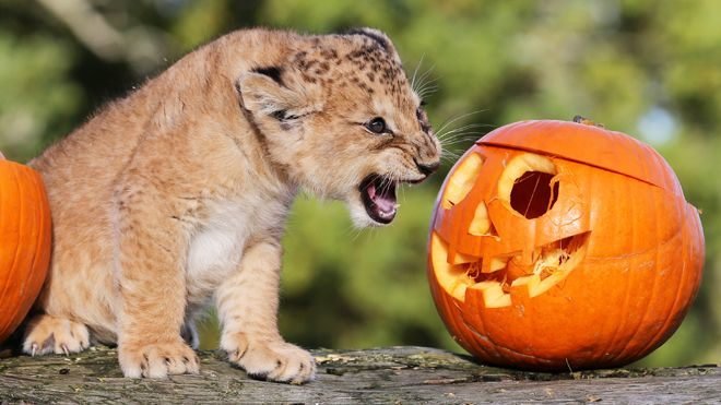 Halloween%20at%20the%20zoo%201.jpg