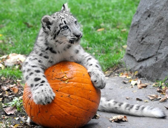 Halloween%20at%20the%20zoo%209.jpg?ve=1