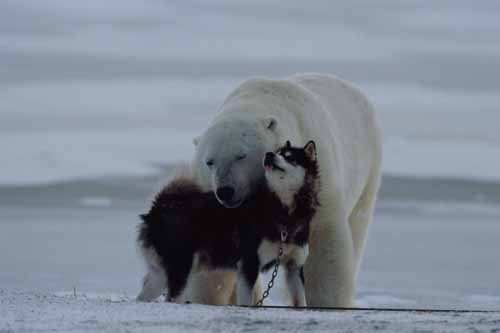 polar-bear-husky-dog-playing-21.jpg