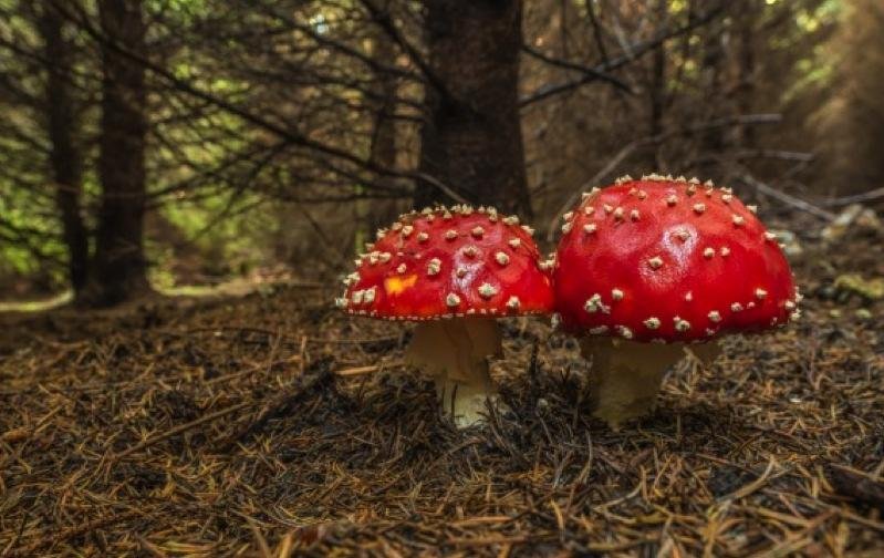 flyagaric_EdwardWDelaney%20_800.jpg