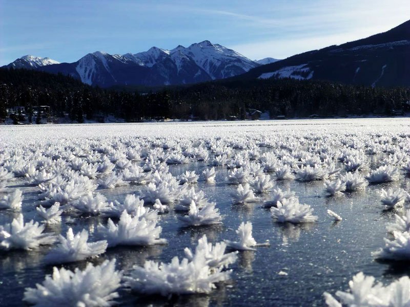 ice-flowers-2.jpg