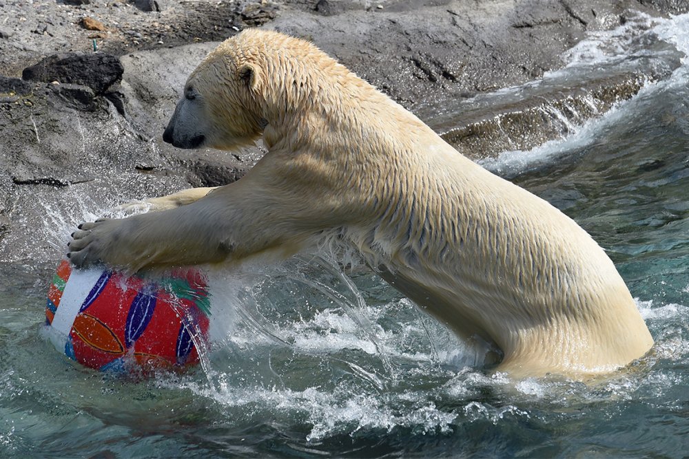 easter-polar-bear.jpg