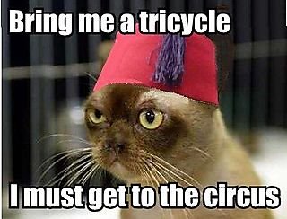 circus_cat.jpg