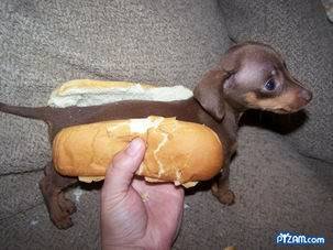 hotdogpuppy2.jpg