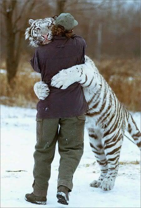 tiger-hug.jpg