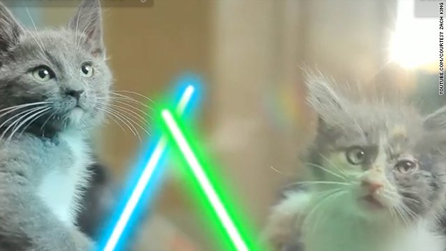 t1larg.jedi.kittens.jpg