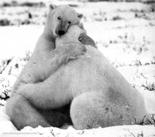 bearhug+(1).jpg