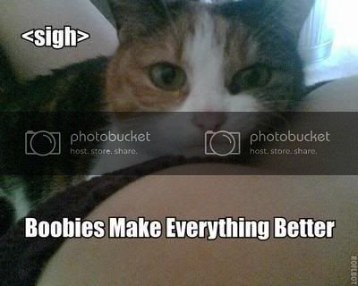 lolcatBoobiesCat.jpg