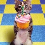 Kitten+Cupcake.jpg