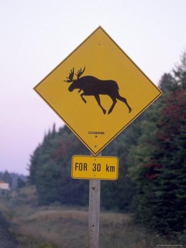 Thorsten-MilseSign-Moose-Crossing-the-Road-Algonquin-Provincial-Park-Ontario-Canada.jpg