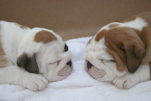 bulldogpuppies.jpg