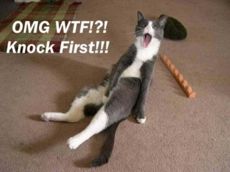 lol-cat-oh-my-god-wtf-knock-first1.jpg