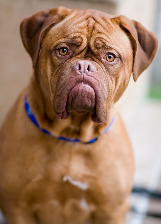 French_Mastiff_001.jpg