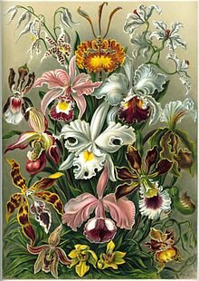 220px-Haeckel_Orchidae.jpg