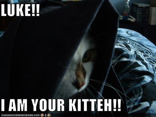 standard_lolcat-luke-03.jpg