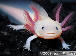 axolotl.jpg