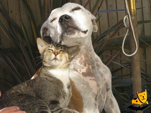 dogs-cats3.jpg