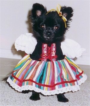 Dressed%20Up%20ChihuahuaFiggy%20as%20Heidi.JPG