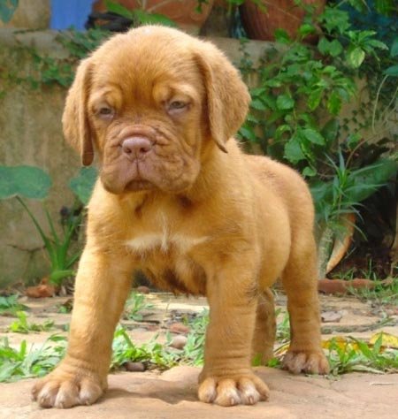 french_mastiff_ambis_kennel_f2_8-5-10.jpg