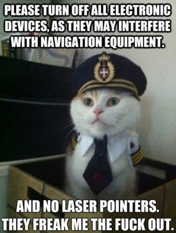 Cat_Pilot.jpg