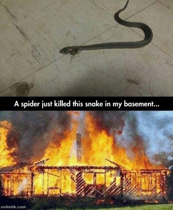 Spider_Vs_Snake.jpg