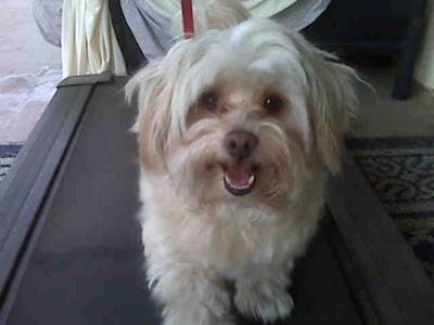 shitzu-maltese-mix-cubby-riley-rodiskatzman-21338154.jpg