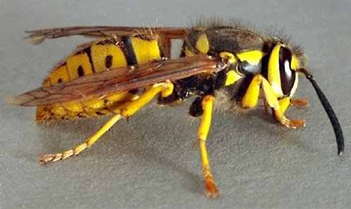 yellowjacket.jpg