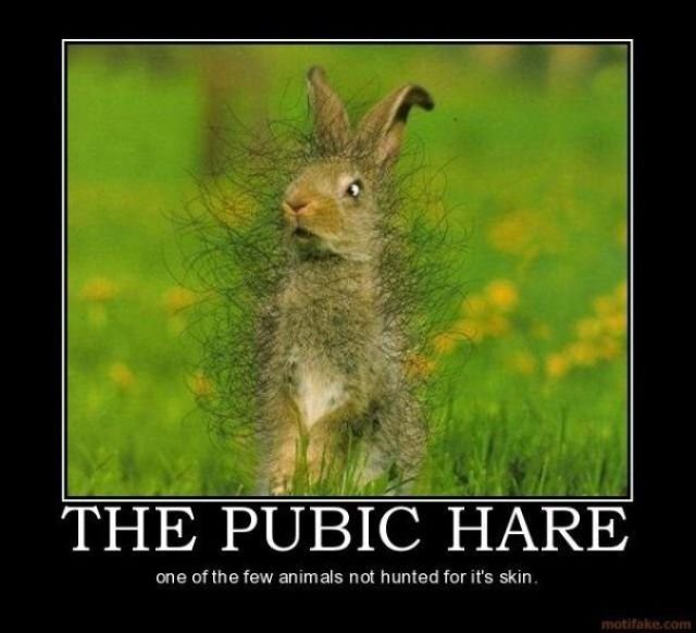 hare.jpg