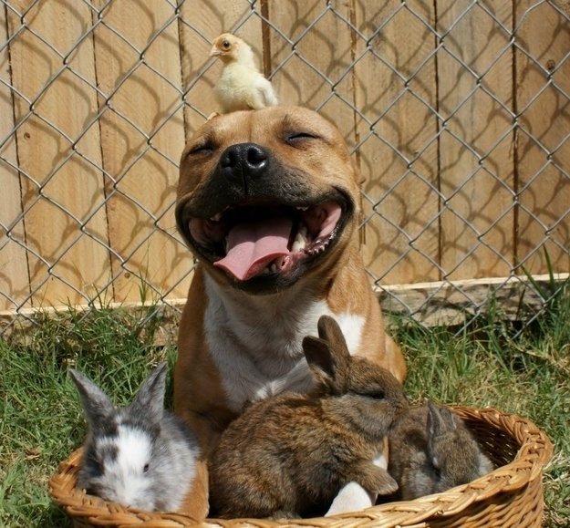 pitbull-with-rabbbit.jpg