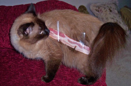 cattapebacon2.jpg