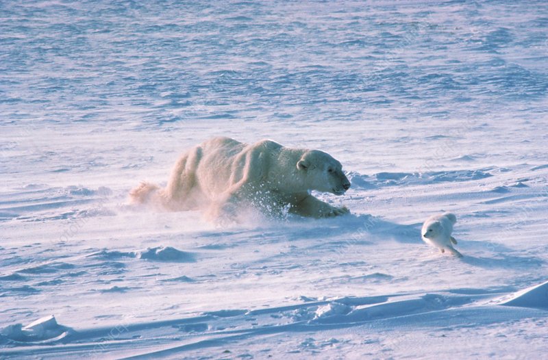 Z9270201-Polar_Bear_chasing_Arctic_Fox-SPL.jpg