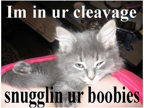in-your-cleavage-kitty.jpg