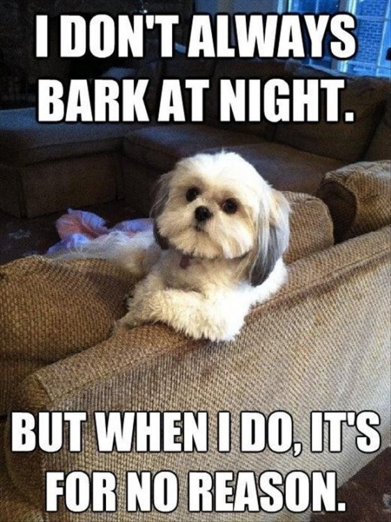 FunnyDogPic04.jpg